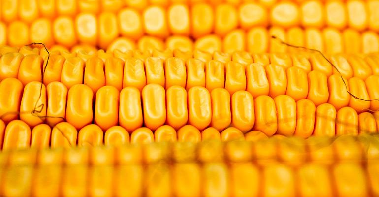 Corn