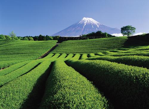 Tea Fields Tea Fields